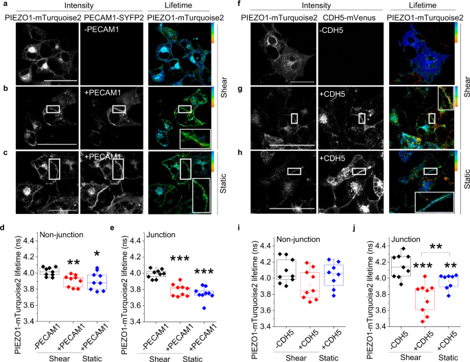 what is a null hypothesis example biology figure 6