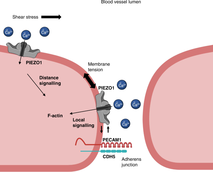 what is a null hypothesis example biology figure 8
