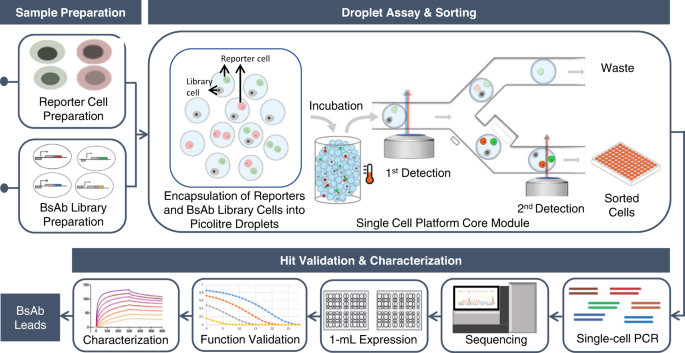 Fig. 1: Overview of single-cell-based BsAb discovery pipeline.