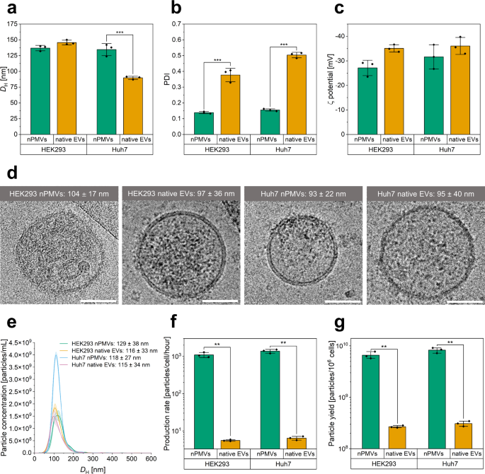 Fig. 2: Physico-chemical characterization, cryo-TEM analysis, and nanoparticle tracking analysis (NTA) of HEK293 and Huh7 nPMVs and native EVs. Comparison of production rates and yields of the nPMV and native EV preparation protocols.