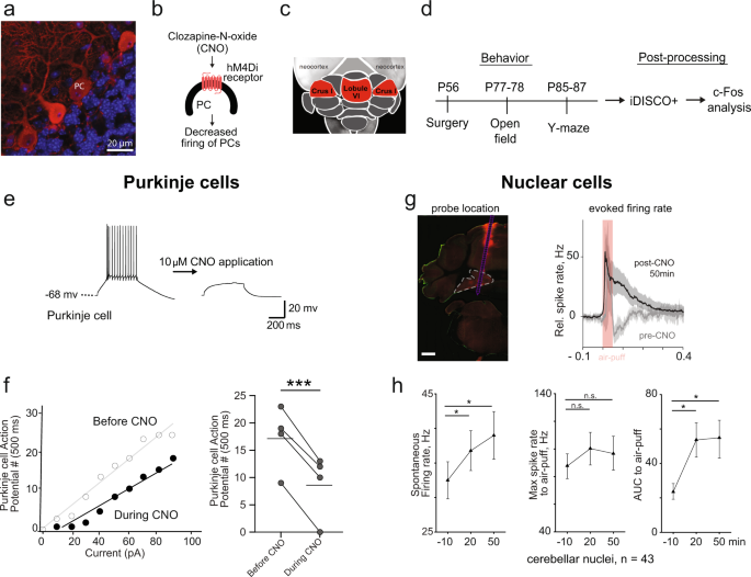Fig. 1: Acute adult inactivation of Purkinje cells in the cerebellar cortex.