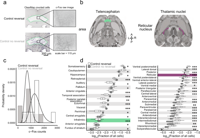 Fig. 3: Whole-brain analysis of c-Fos in CNO only controls.