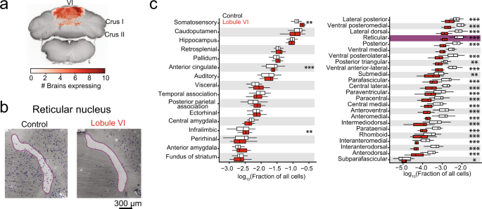 Fig. 4: Effects of lobule VI perturbation on whole-brain c-Fos.