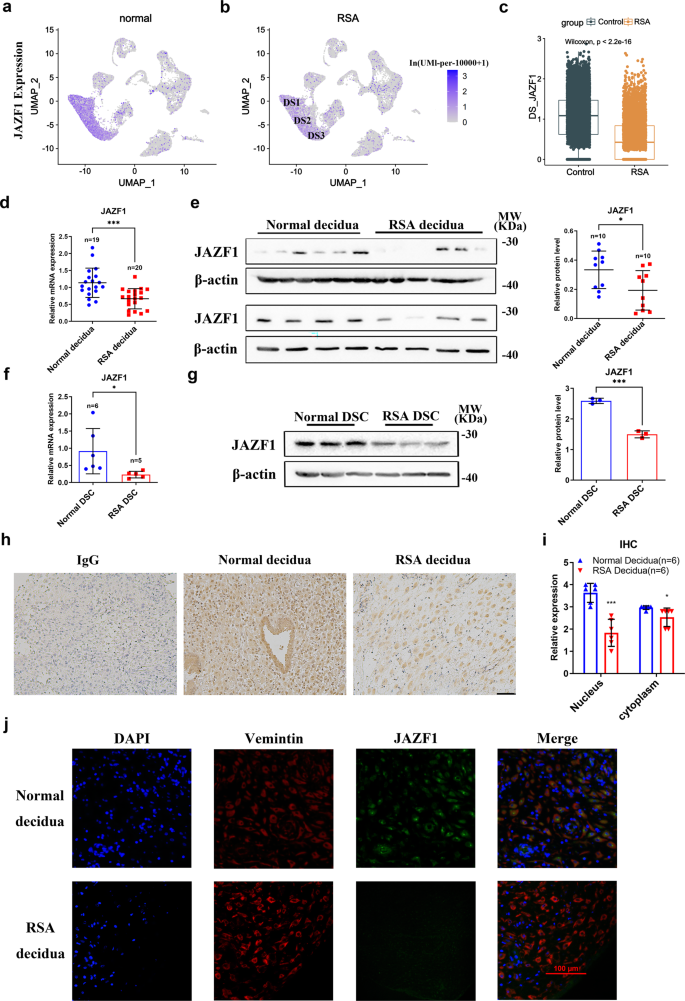Fig. 1: Expression of JAZF1 was abnormally attenuated in RSA decidual stromal cells.