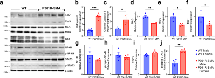 Fig. 5: Western blotting for markers of cell death, inflammation and myelination in spinal cord lysates from 21-week-old P361R-SMA mice.
