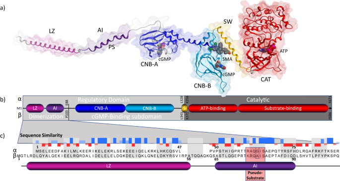 Fig. 1: Domain architecture and organization of human PKG1.