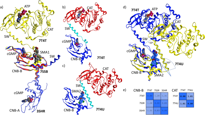 Fig. 4: Crystallographic overlay and comparison of the cGMP binding subdomain with CNB-B, and the CNB-B/SW/CAT.
