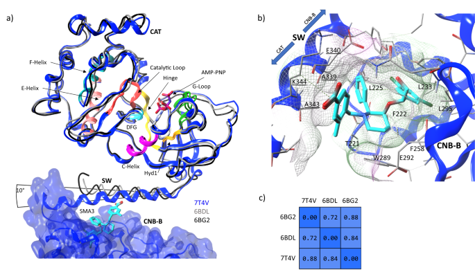 Fig. 5: Crystallographic overlay of the catalytic domain (CAT) with the CNB-B/SW/CAT crystal and the impact of SW on the CNB-B nest.