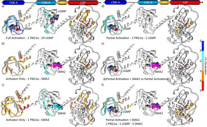 Fig. 6: Overlay of hydrogen deuterium exchange data on the protein ribbon of PKG1α homology model.