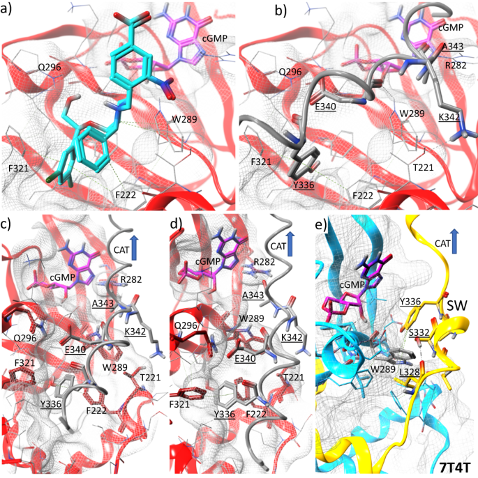 Fig. 7: In silico model templated on 7SSB for CNB-B and 7T4V for the switch helix (SW) to form the apo state of CNB-B with the switch helix packed against the domain.