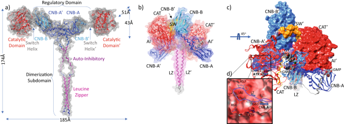 Fig. 8: Domain architecture and organization of human PKG1α in activated and auto-inhibited apo states.