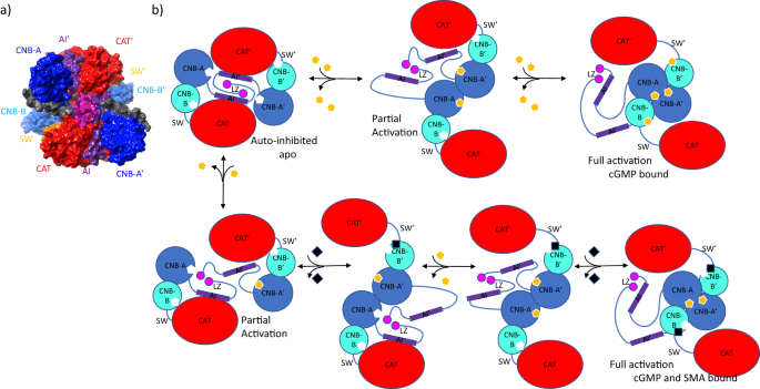 Fig. 9: Proposed mechanistic pathway for PKG1 activation and deactivation using cGMP and/or small molecule activators.