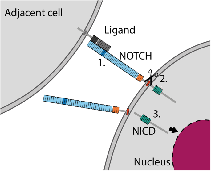 Fig. 2: Mechanism of NOTCH activation.