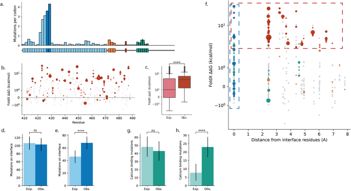 Fig. 3: Patterns of selection of missense mutations in NOTCH1 EGF11–12 in normal human oesophagus.