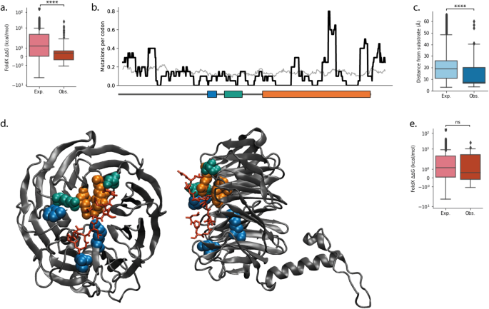 Fig. 4: Missense mutations in FBXW7.