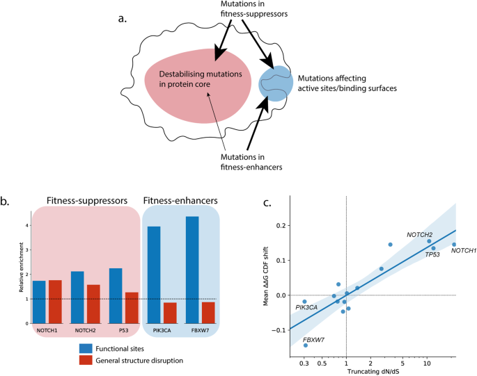 Fig. 5: General patterns of mutations in fitness-suppressing and fitness-enhancing proteins.