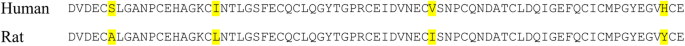 Fig. 6: Alignment of EGF11–12 of human and rat NOTCH1 protein sequences.