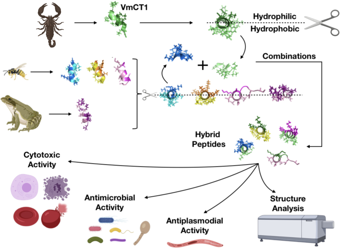 Fig. 1: Schematic figure of the design used to generate hybrid peptides and to evaluate their biological activity.