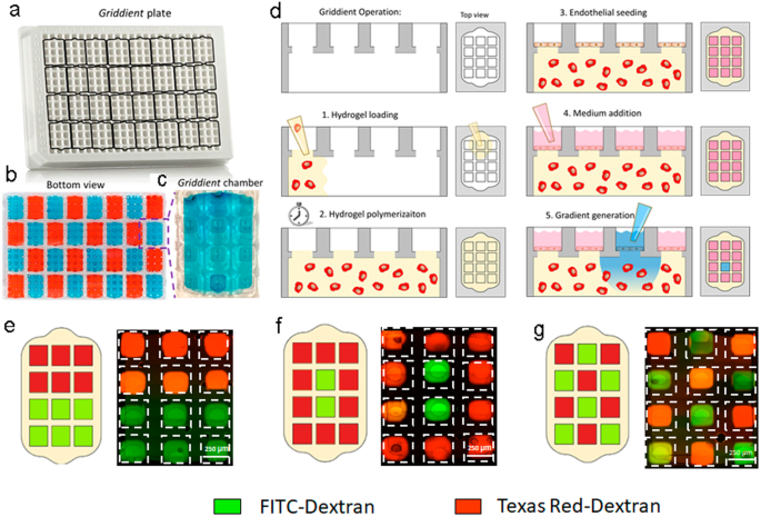 Fig. 1: Griddient operation.