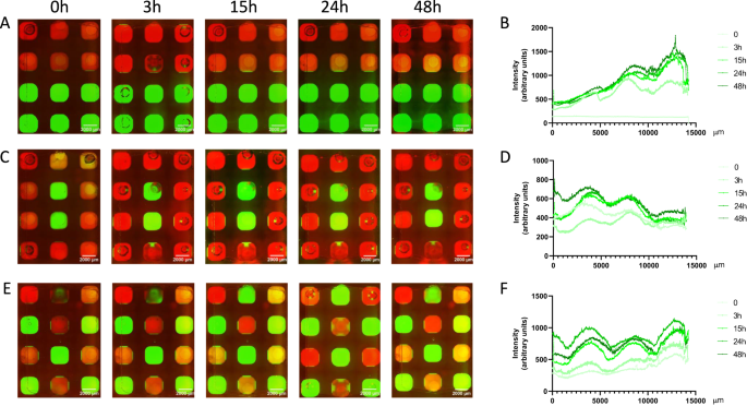 Fig. 2: Dextran diffusion.
