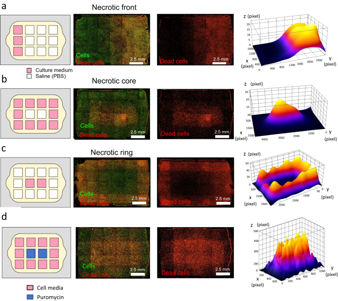 Fig. 4: Controlling nutrient starvation and cell viability in the Griddient.