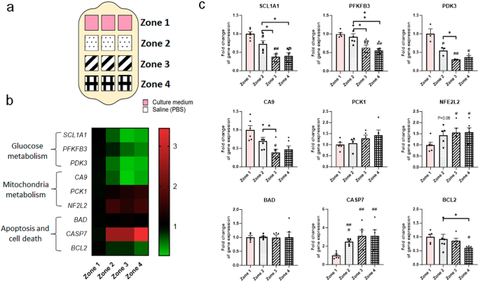 Fig. 6: Cells modify gene expression in response to nutrient gradients.