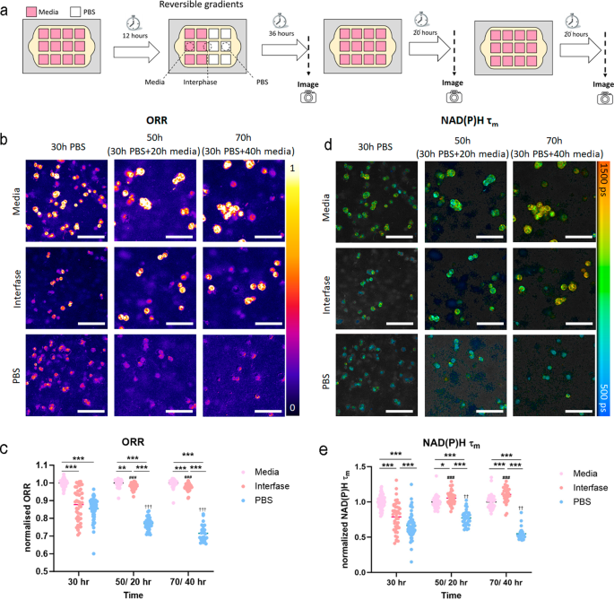 Fig. 7: Cell metabolism in response to nutrient gradients.