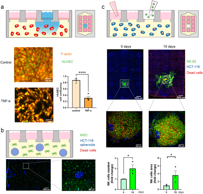 Fig. 8: Different types of cell co-culture in the Griddient.