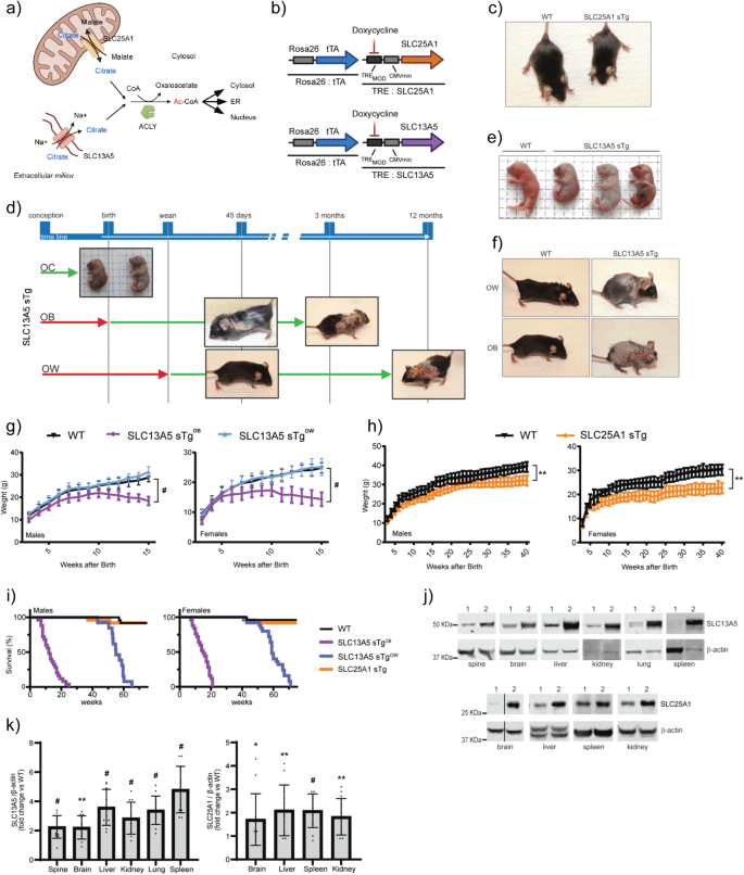 Fig. 1: SLC13A5 sTg and SLC25A1 sTg display different phenotypes.