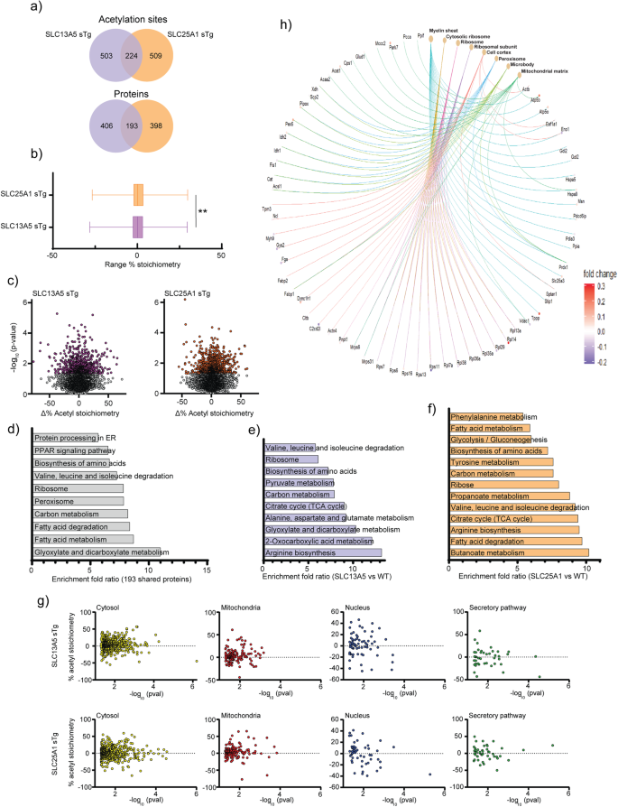Fig. 4: SLC25A1 sTg and SLC13A5 sTg mice show widespread changes in stoichiometry of lysine acetylation.