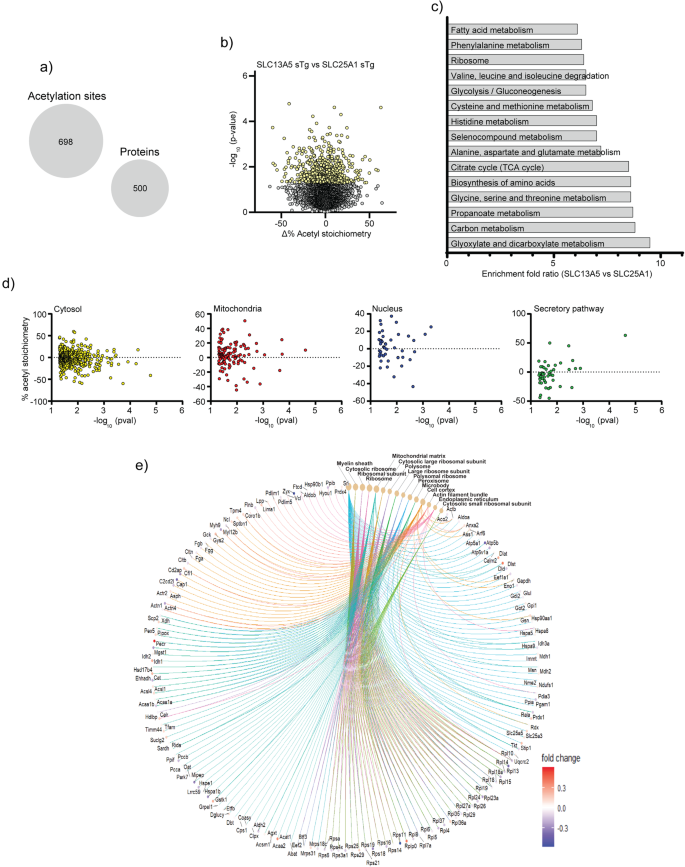 Fig. 5: Comparison of SLC13A5 sTg mice to SLC25A1 sTg mice shows unique changes in stoichiometry of lysine acetylation.