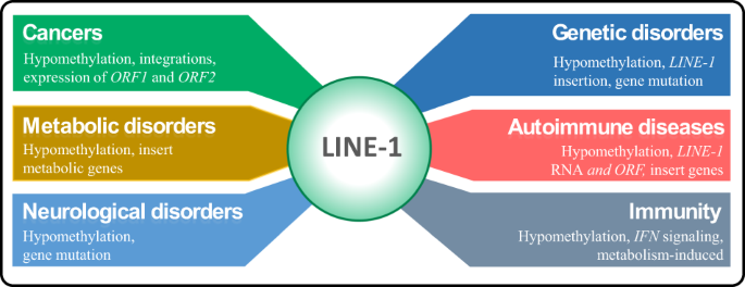 Fig. 3: The association between the L1 transposon and some complex diseases and its regulatory mechanism233.
