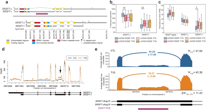 Fig. 4: Differential splicing of SRSF7 in Tregs from patients with T1D.