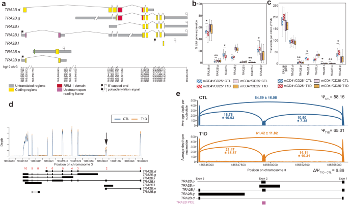 Fig. 5: Differential splicing of TRA2B in Tregs from patients with T1D.