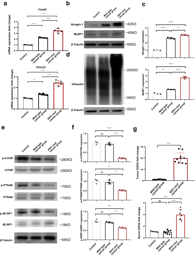 Fig. 3: IDH1 mutation-mediated D2HG accumulation induced a decrease in muscle protein synthesis and an increase in muscle protein proteolysis.