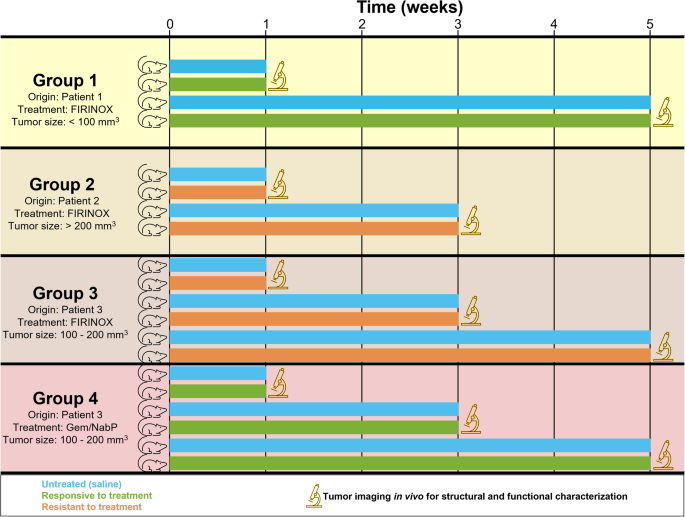 Fig. 1: Schematic of study design to examine the feasibility of SLAM microscopy to observe and characterize PDAC tumors in PDX mice treated with two different chemotherapy regimens to which it is responsive or resistant.