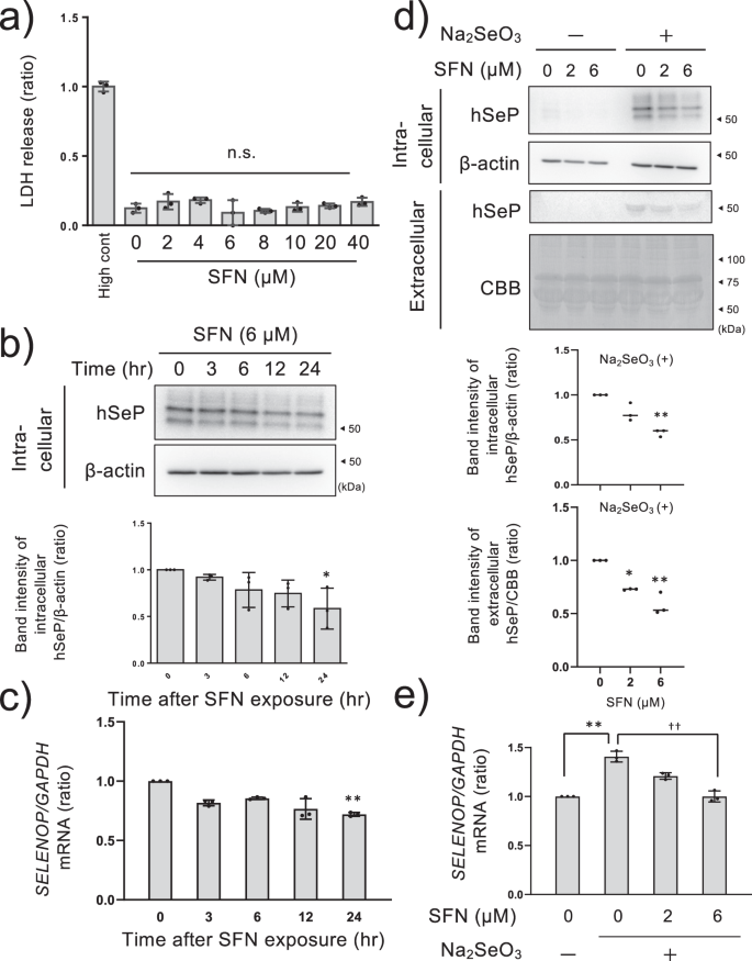 Fig. 1: Suppressive effects of SFN on SeP at the protein and mRNA levels in HepG2 cells.