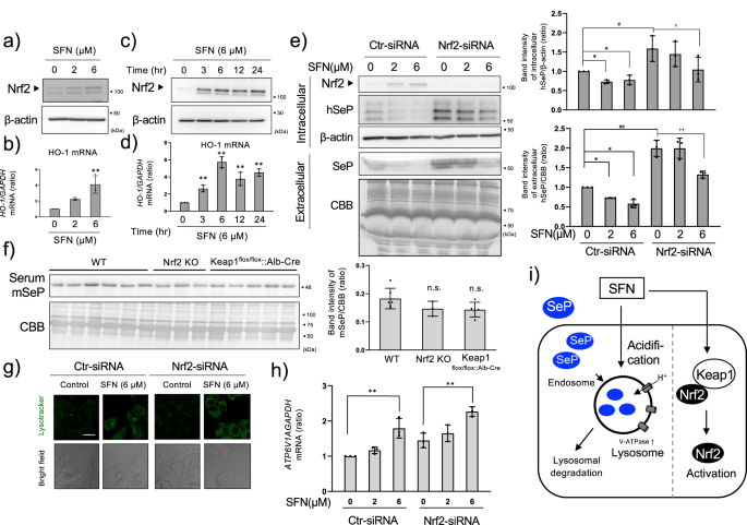 Fig. 3: Involvement of Nrf2 activation in the reduction of SeP by SFN.