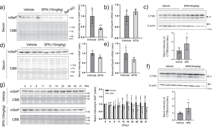 Fig. 4: Effect of SFN on serum SeP levels of normal and diabetic mice.