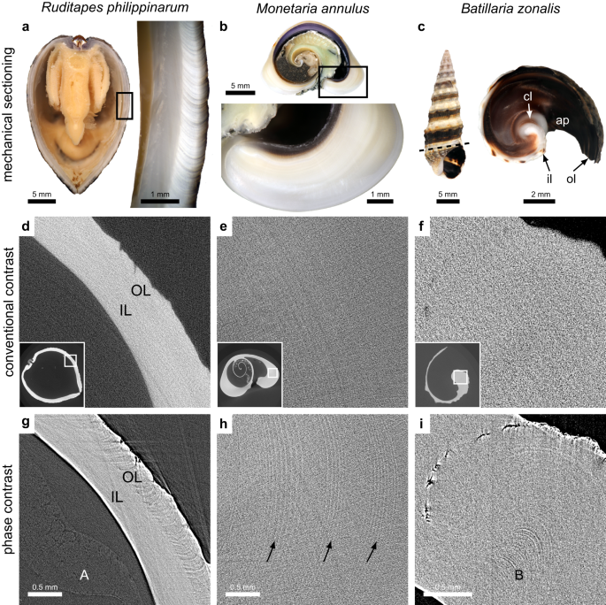 Fig. 5: Phase contrast enables visualization of growth lines in the shell.