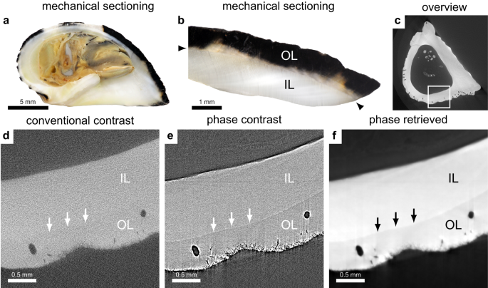 Fig. 6: Phase contrast enables differentiation between calcium carbonate crystal forms in the shell.