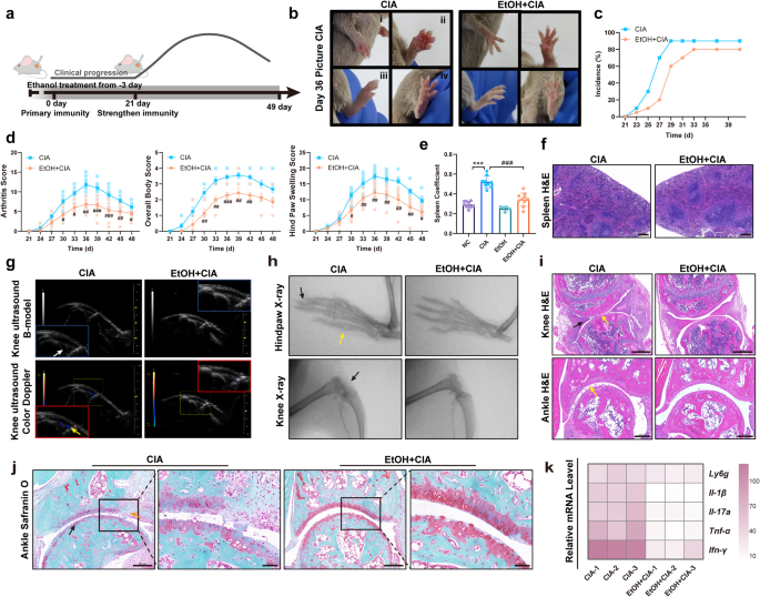 Fig. 1: Low-dose ethanol treatment attenuates clinical manifestations of CIA mice.