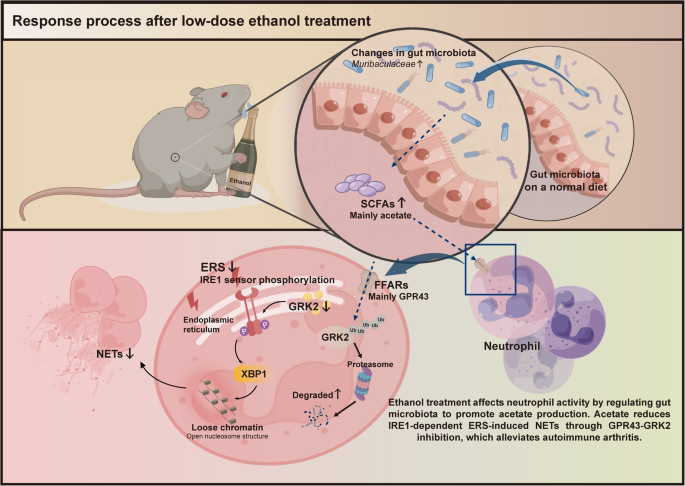 Fig. 8: Response process after low-dose ethanol treatment.