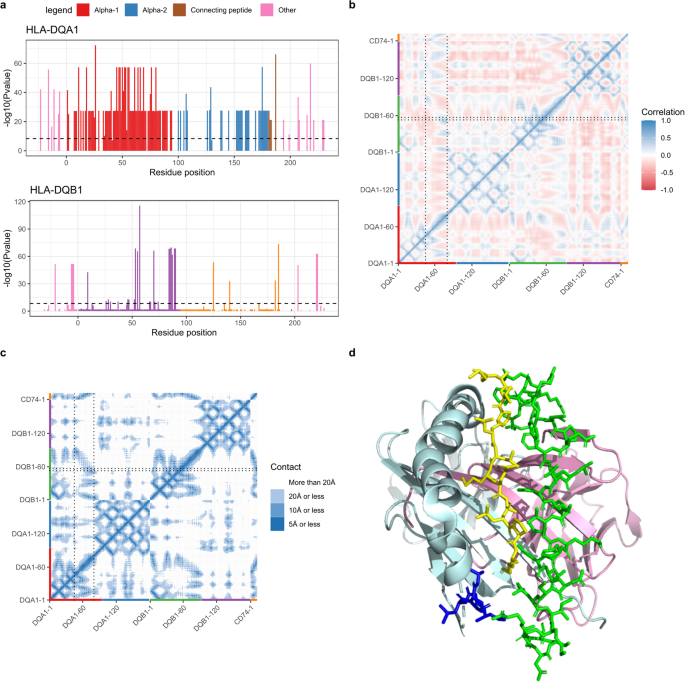 Fig. 6: HLA-DQ heterodimer and its association with type I diabetes mellitus.