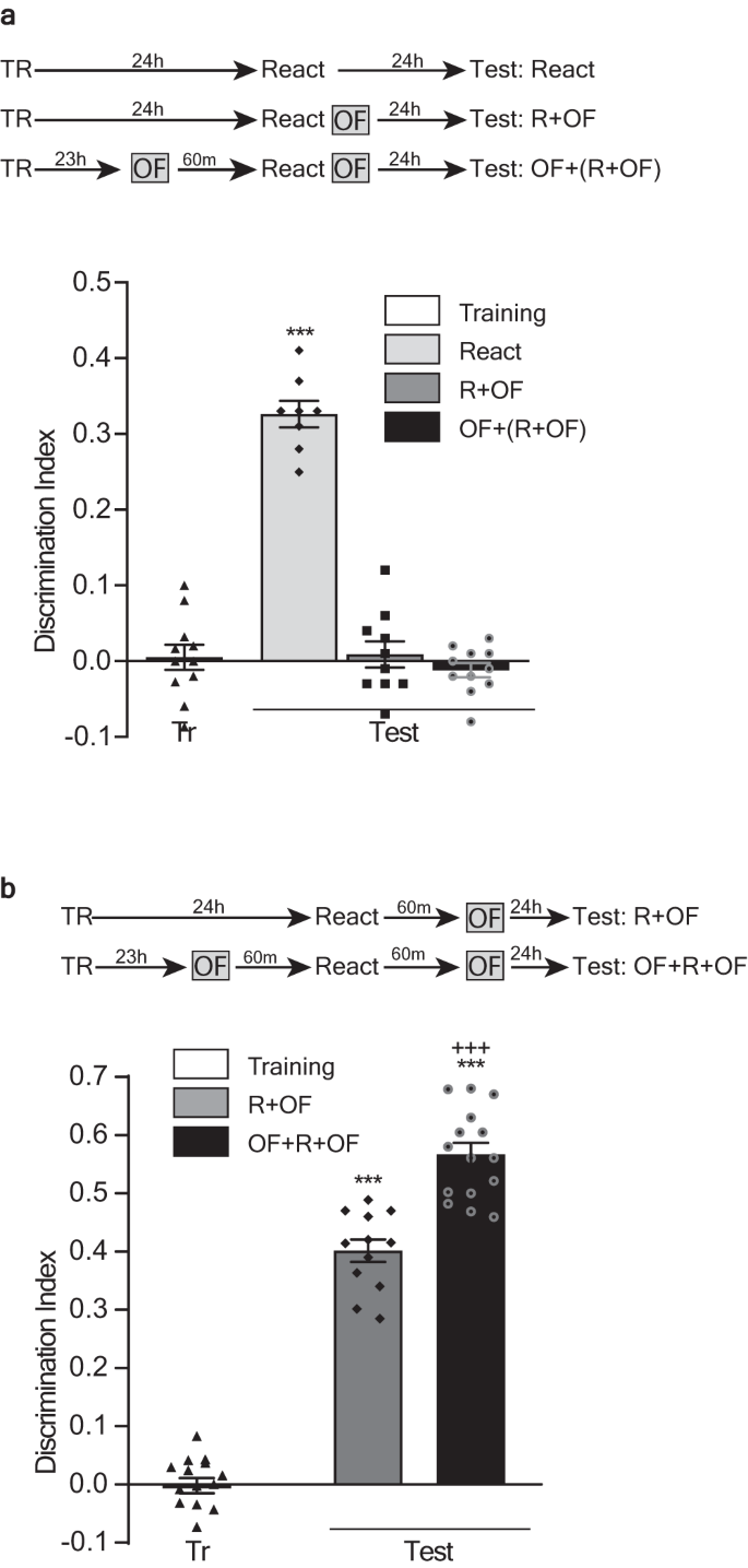 The five experimental positions used in the move-choice task