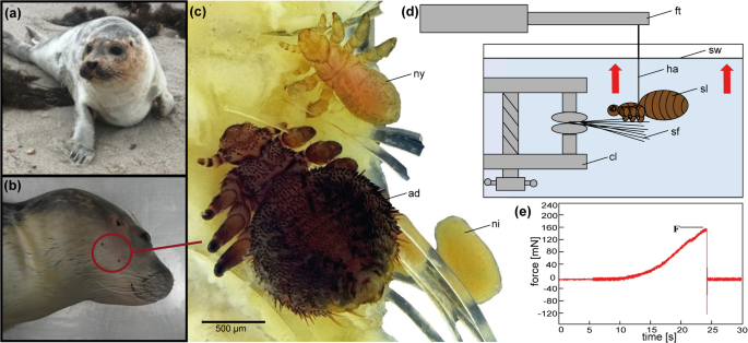 Fig. 1: Focal species and experimental setup.