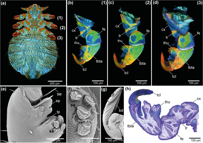 Fig. 2: Morphology of the attachment structures of E. horridus.