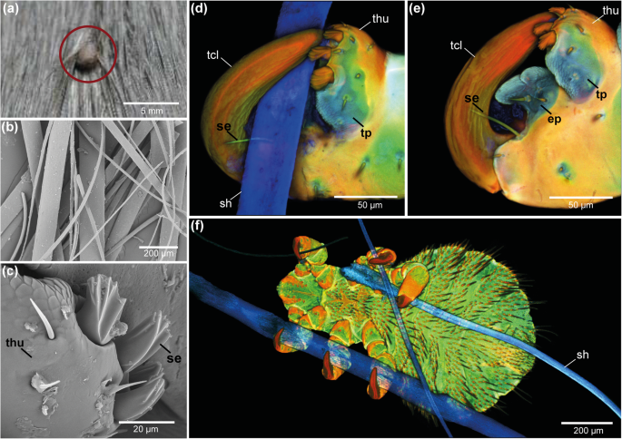 Fig. 3: Attachment of E. horridus on the seal fur.