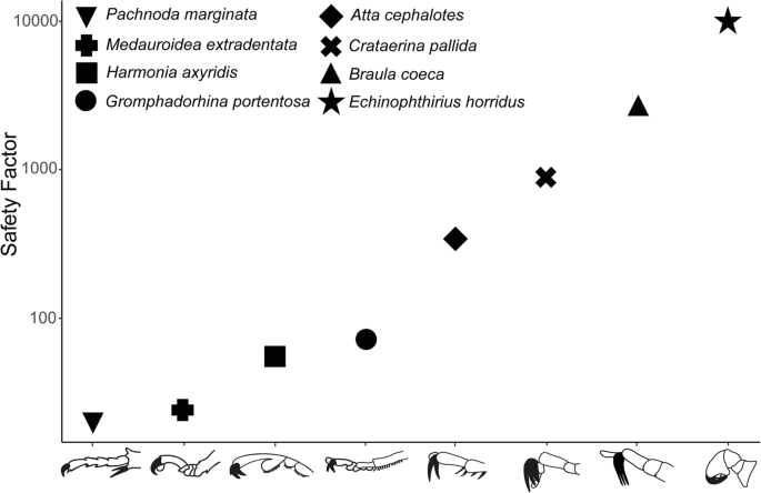 Fig. 5: Safety factors of E. horridus (this study) and other insects using interlocking systems for attachment (literature data).