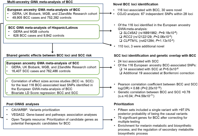 Fig. 1: Flowchart of the study design.